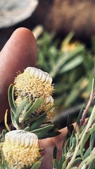 Leucadendron galpinii