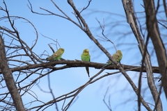 Melopsittacus undulatus