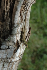 Anolis porcatus