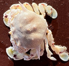 Matuta victor