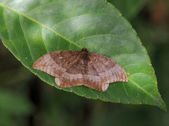 Cyclidia orciferaria