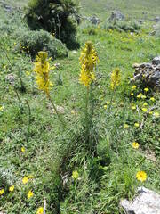 Asphodeline lutea