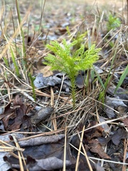 Dendrolycopodium