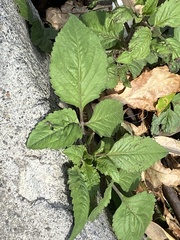 Trachelium caeruleum