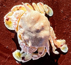 Matuta victor