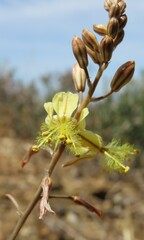 Bulbine favosa