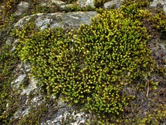 Racomitrium aquaticum