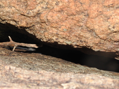 Rodentia