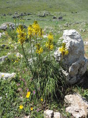 Asphodeline lutea
