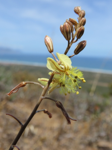 Bulbine cepacea (Bulbine cepacea)