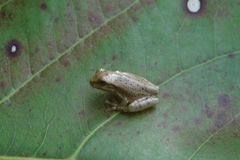 Osteopilus septentrionalis