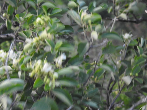Capparis grandis (Capparis grandis)