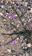 Jamesbrittenia microphylla