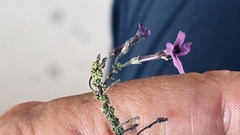 Jamesbrittenia microphylla