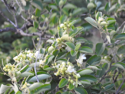 Image of Capparis grandis by (c) Hopeland, some rights reserved (CC BY)