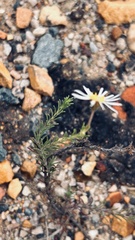 Felicia muricata