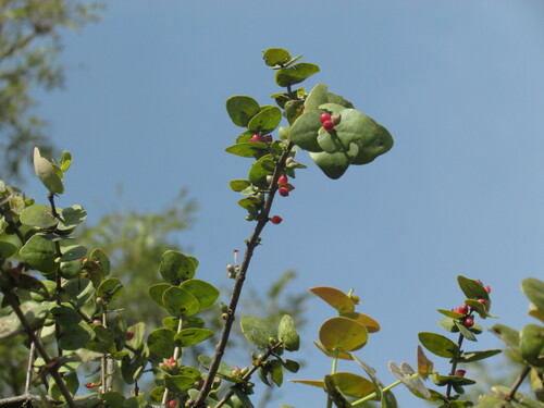 Tapinanthus cordifolius image