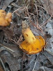 Agaricomycetidae