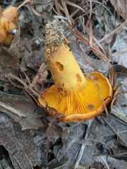 Agaricomycetidae