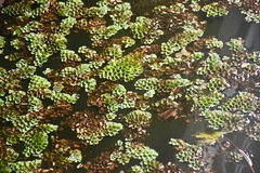 Salvinia cucullata