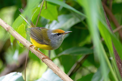 Phyllergates cucullatus