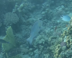 Monotaxis grandoculis