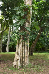 Pterocarpus indicus