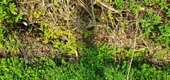 Magnoliopsida