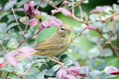 Phylloscopus schwarzi