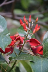 Erythrina