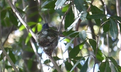 Terpsiphone viridis granti