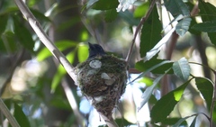 Terpsiphone viridis granti