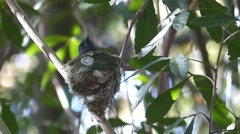 Terpsiphone viridis granti