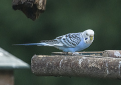 Melopsittacus undulatus