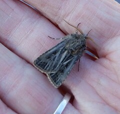 Agrotis gladiaria