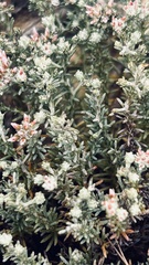 Helichrysum asperum