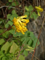 Pseudofumaria lutea