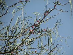 Image of Agelanthus dodoneifolius
