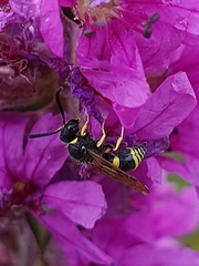 Ancistrocerus parietum