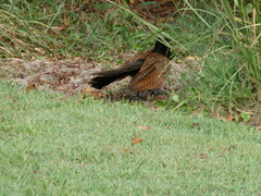 Centropus phasianinus