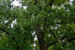 Davidia involucrata