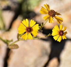 Helenium flexuosum