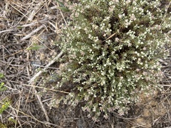 Helichrysum asperum