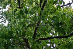 Davidia involucrata