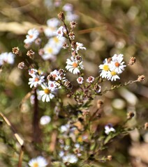 Symphyotrichum dumosum