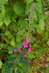 Chamaenerion angustifolium