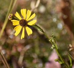 Helenium flexuosum
