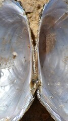 Unionidae