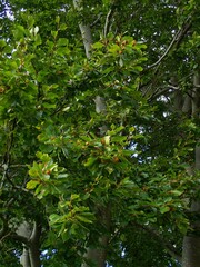 Fagus sylvatica