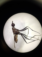 Neriidae